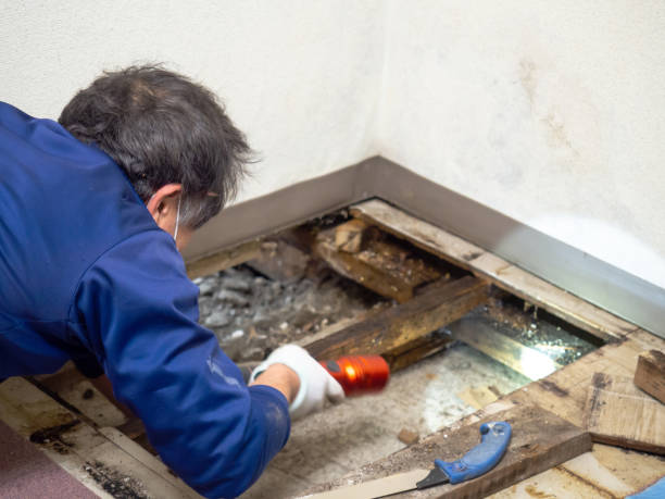 Best Office Mold Removal Services  in Taft Southwest, TX