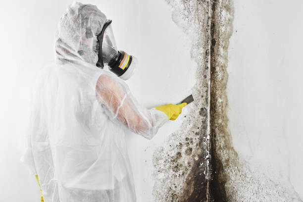 Best Professional Mold Removal  in Taft Southwest, TX