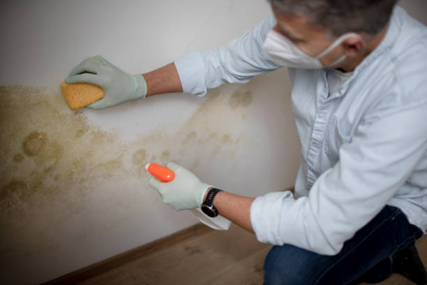 Best Home Mold Removal  in Taft Southwest, TX