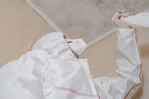 Home Mold Removal in Taft Southwest, TX