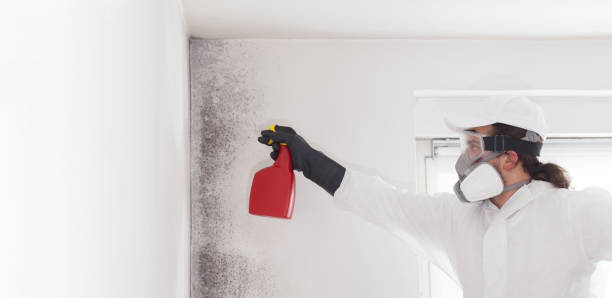 Mold Removal Process in Taft Southwest, TX