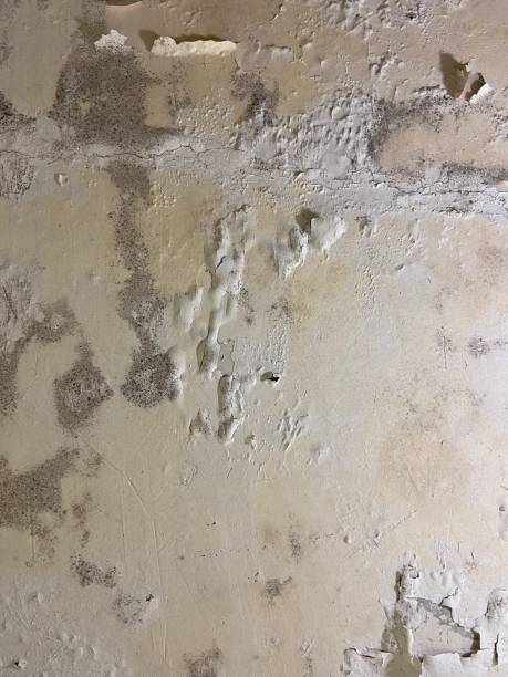 Best Office Mold Removal Services  in Taft Southwest, TX