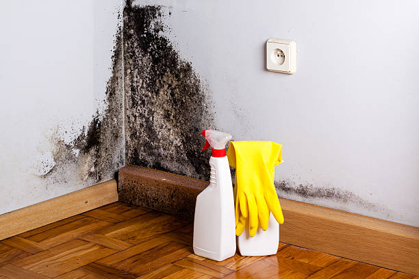 Professional Mold Removal in Taft Southwest, TX