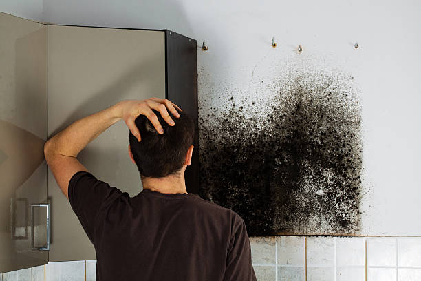 Best Toxic Mold Removal  in Taft Southwest, TX