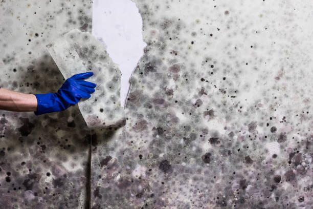 Best Attic Mold Removal  in Taft Southwest, TX